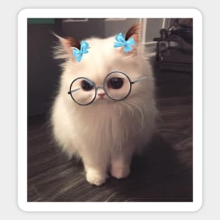 This snapchat filter on my cat Sticker